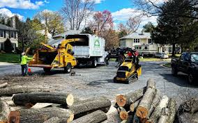 Professional Tree Removal and Landscaping Services in Trinity, NC